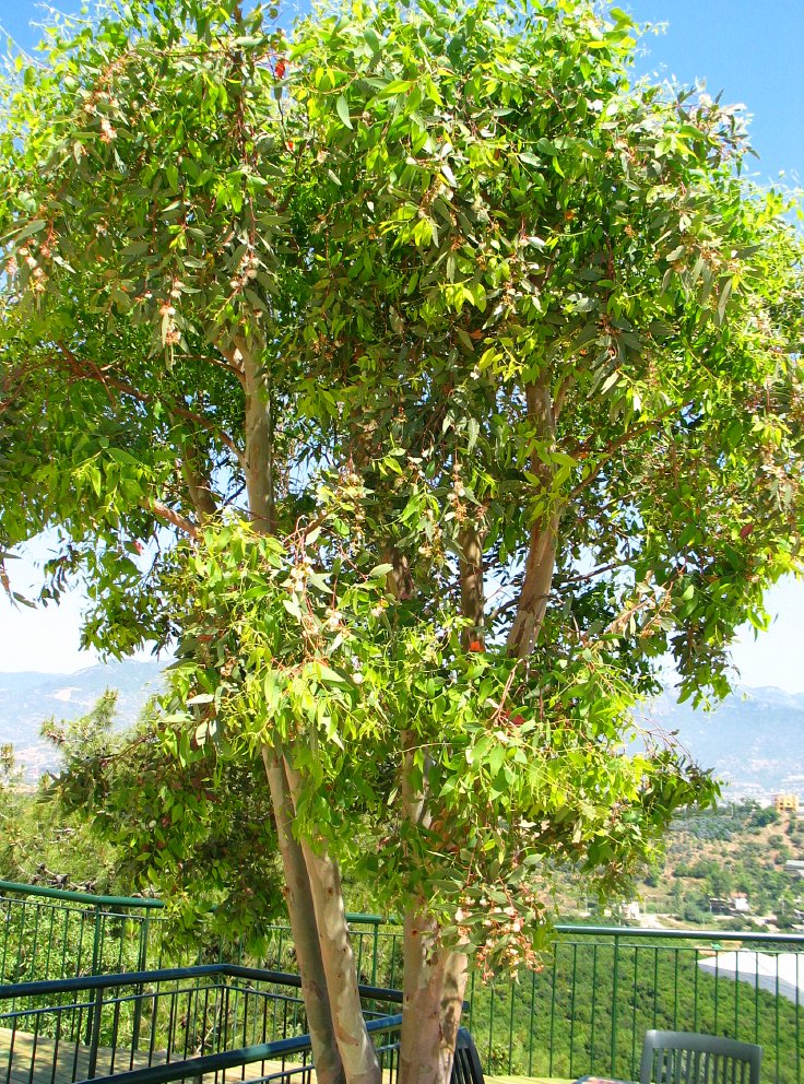 اوکالیپتوس